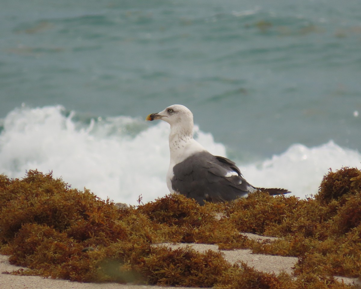 Lesser Black-backed Gull - ML642027912