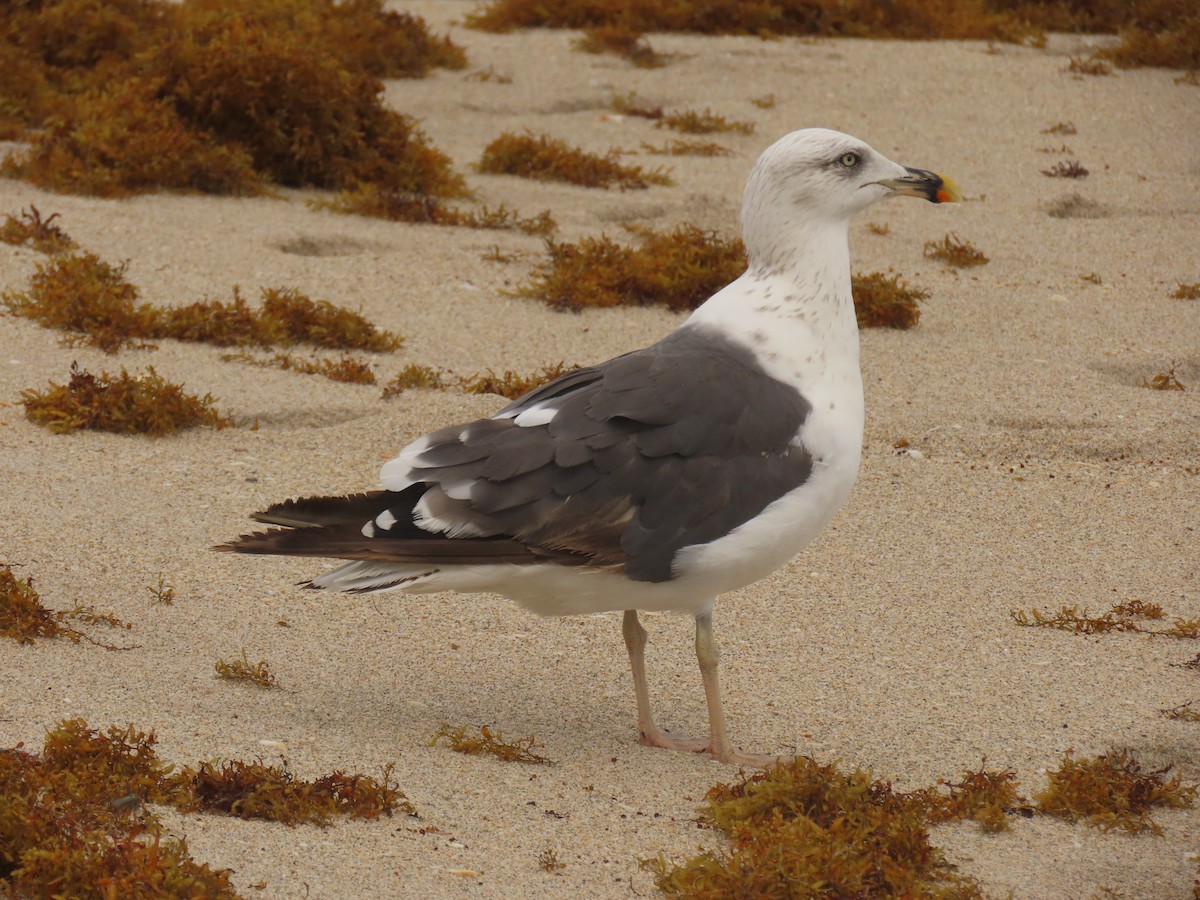 Lesser Black-backed Gull - ML642027914