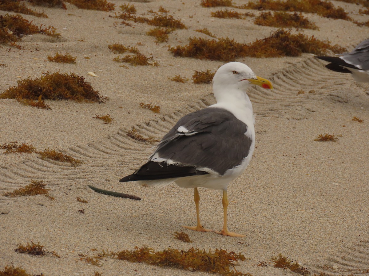 Lesser Black-backed Gull - ML642027915