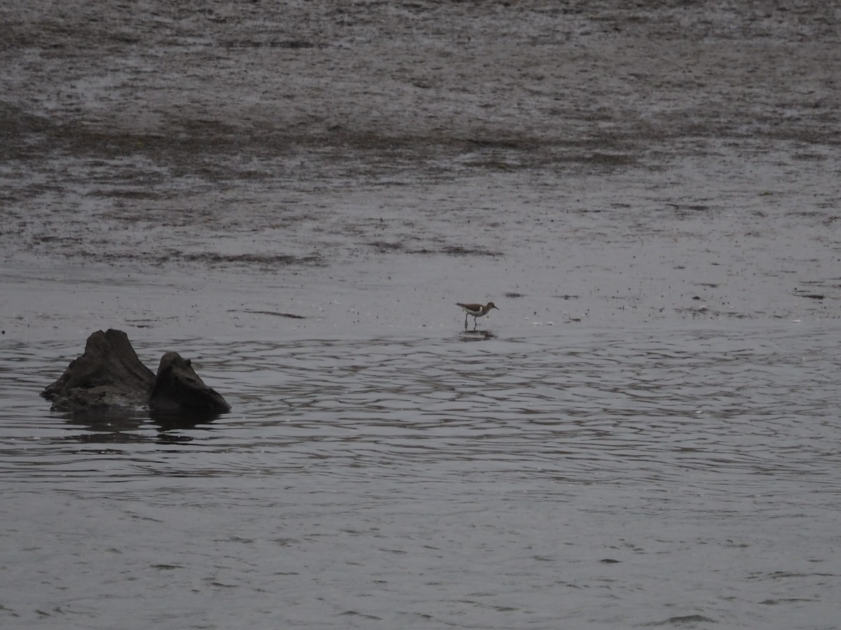 Common Sandpiper - ML642027916