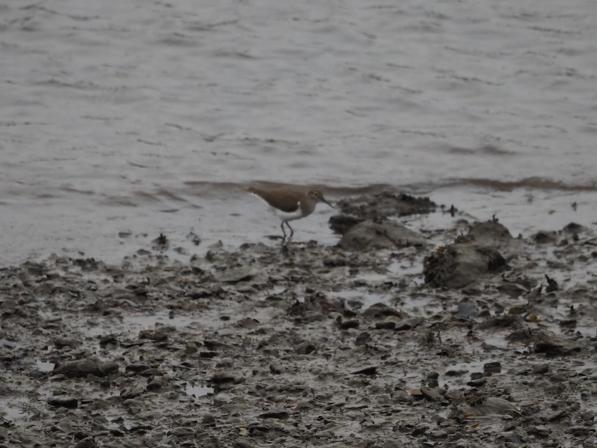 Common Sandpiper - ML642027917