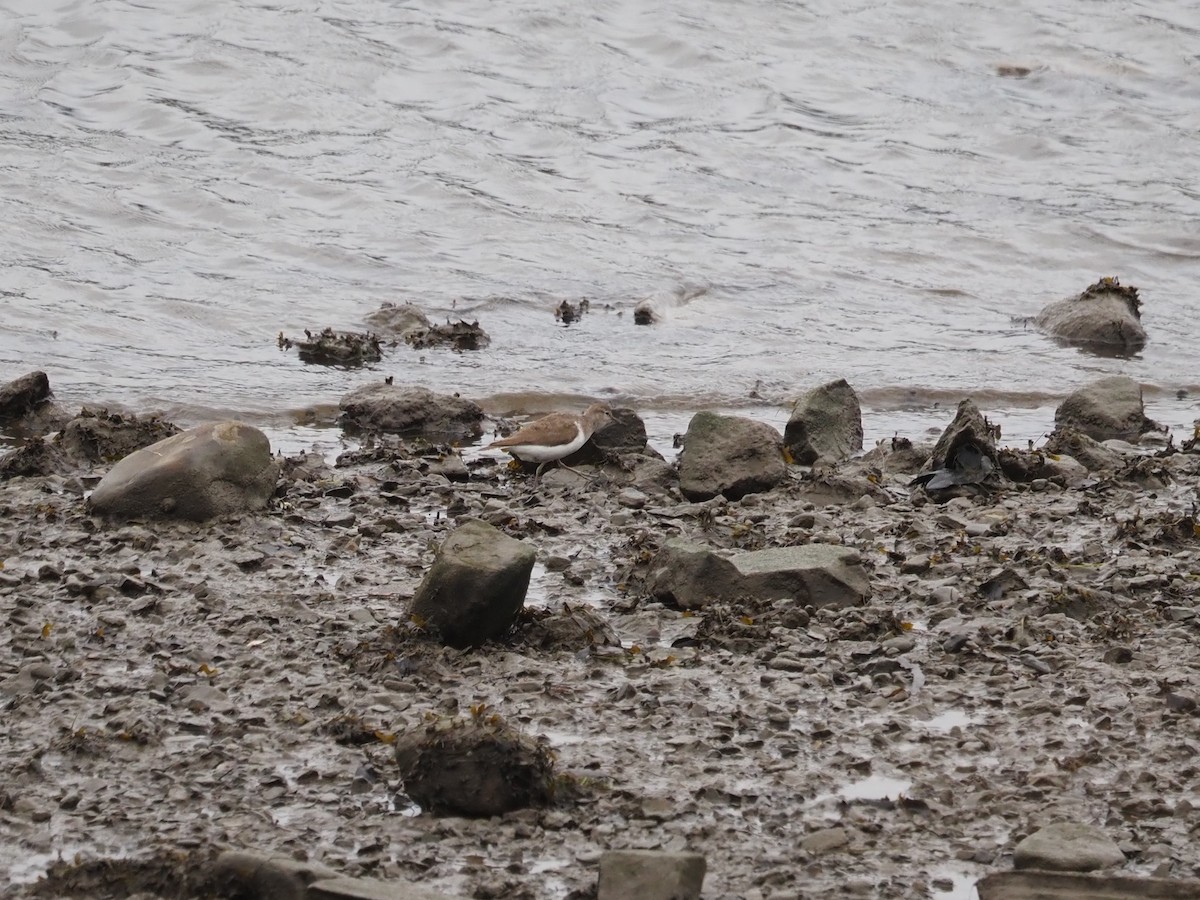 Common Sandpiper - ML642027918