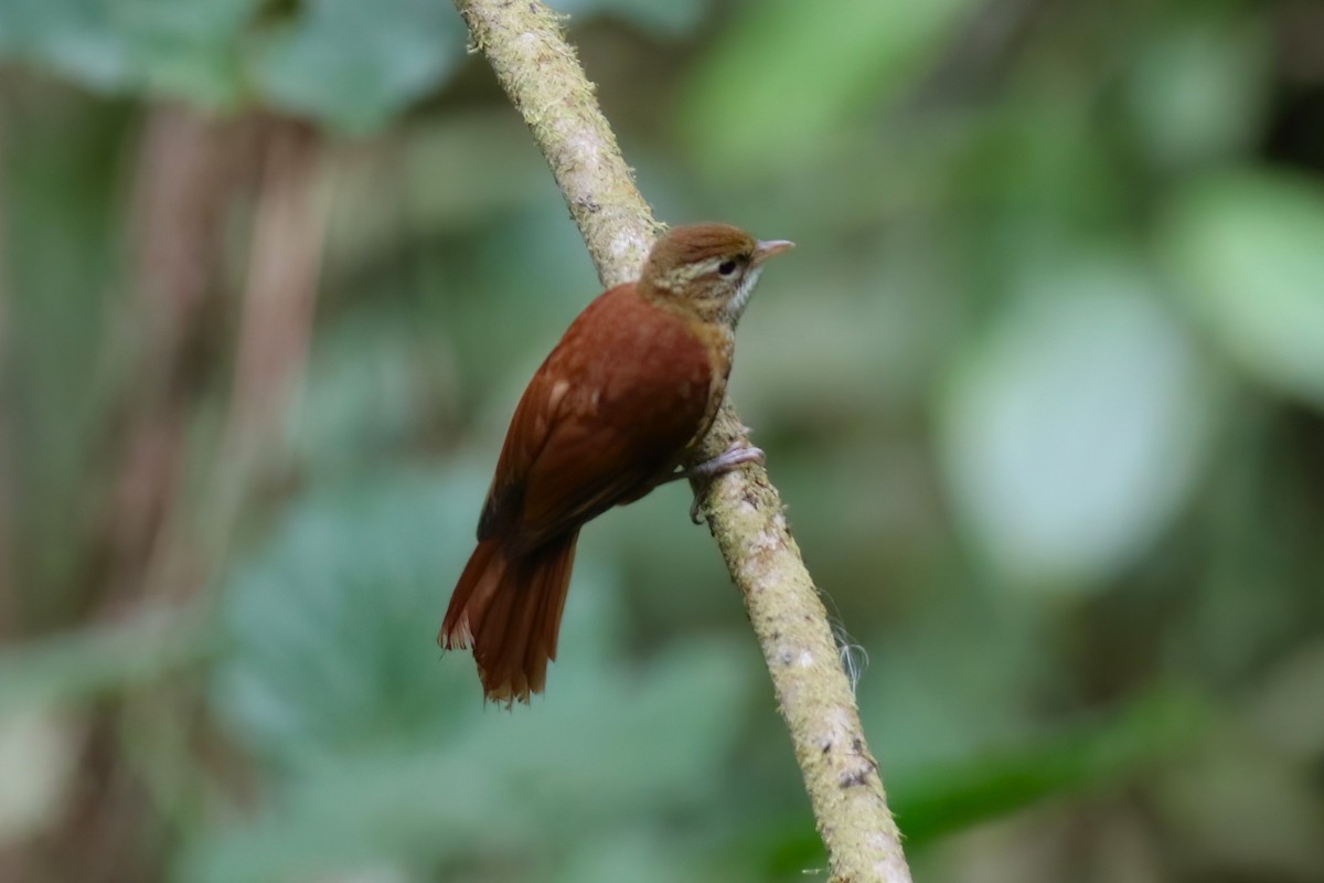 Ruddy Treerunner - ML642027919