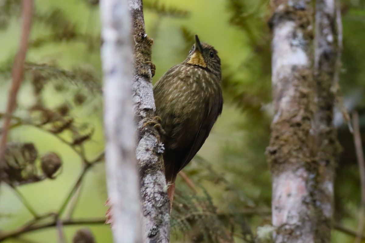Spotted Barbtail - ML642027925