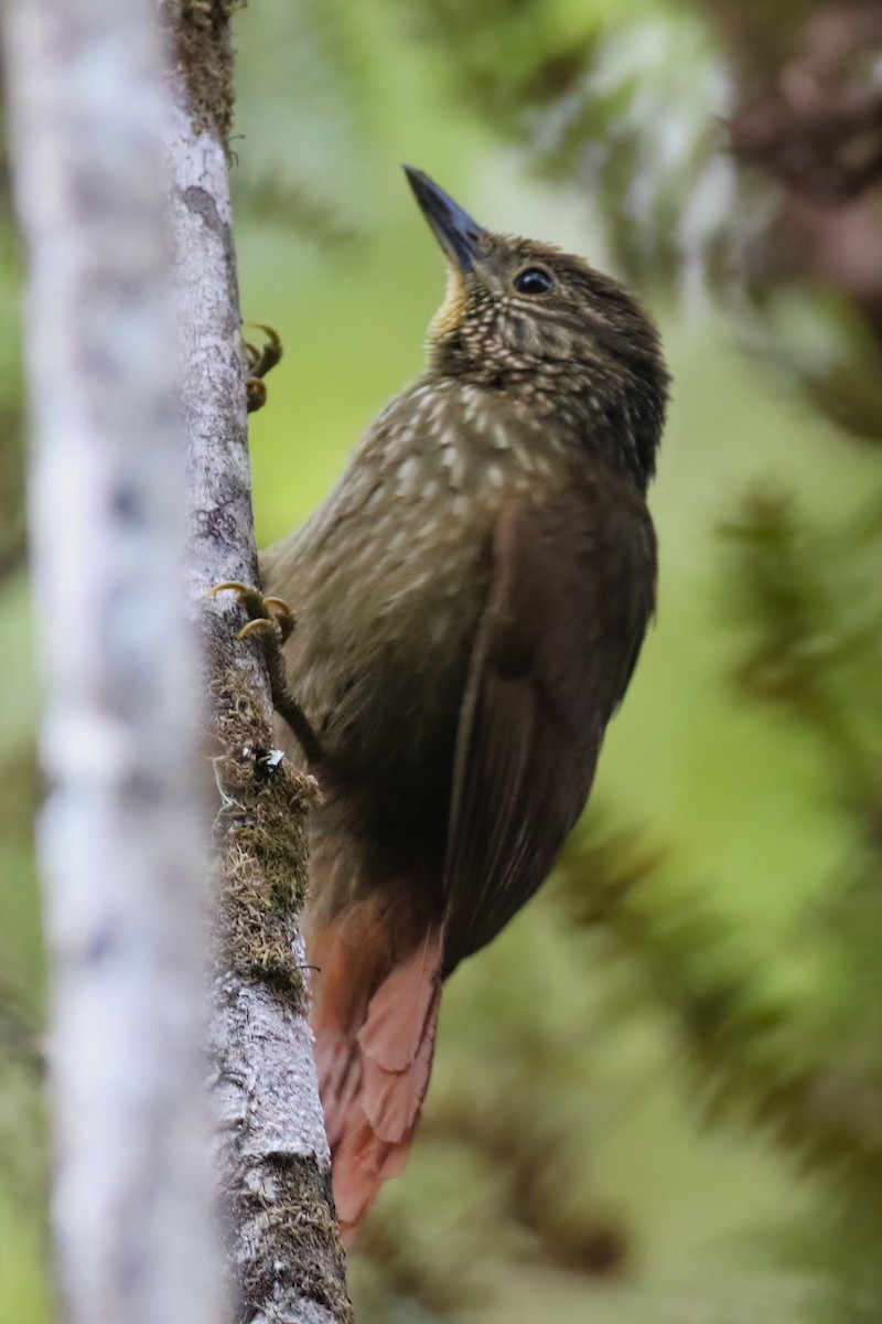 Spotted Barbtail - ML642027926