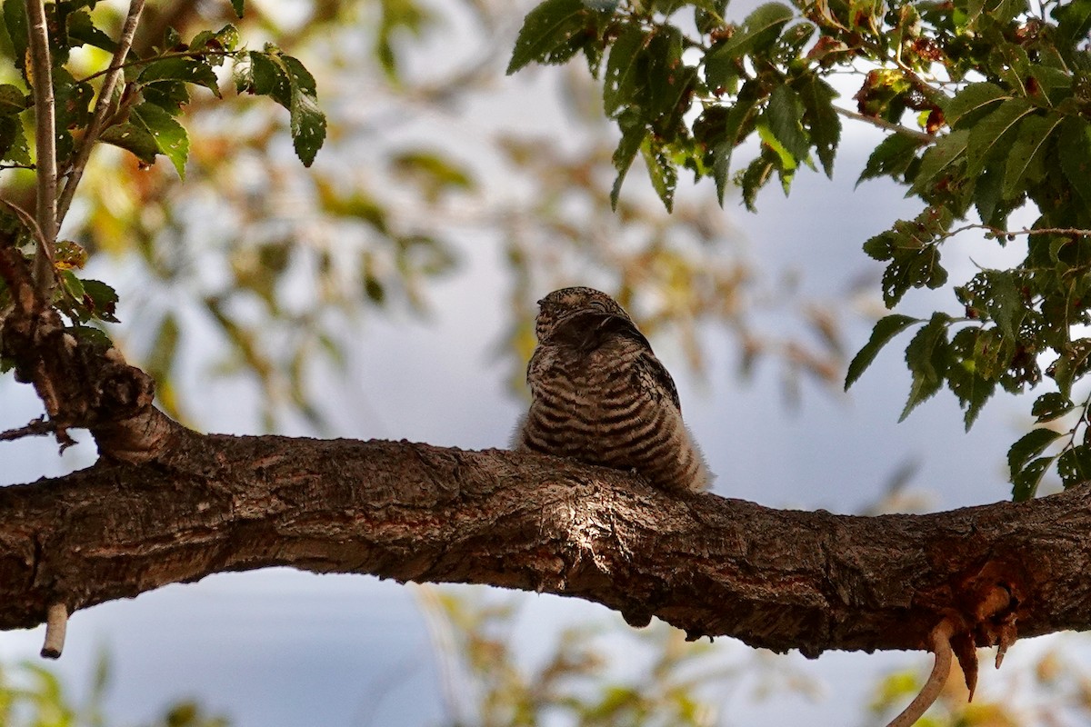 Common Nighthawk - ML642027934