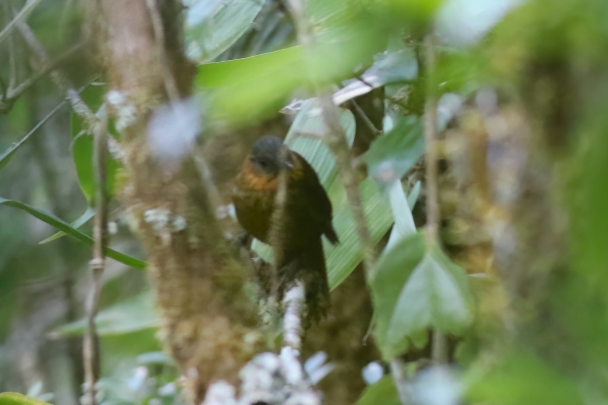 Streak-breasted Treehunter - ML642027935