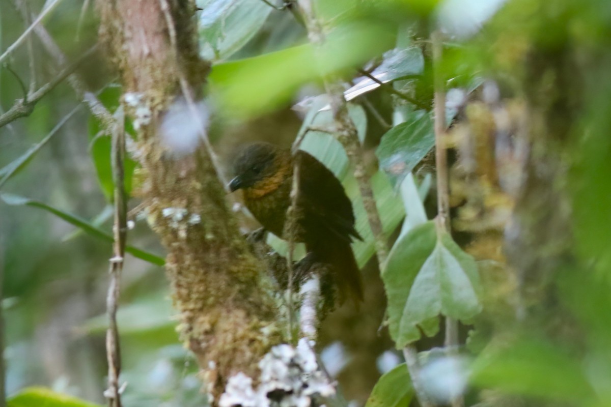 Streak-breasted Treehunter - ML642027936
