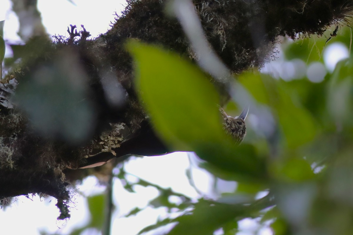 Spot-crowned Woodcreeper - ML642027953