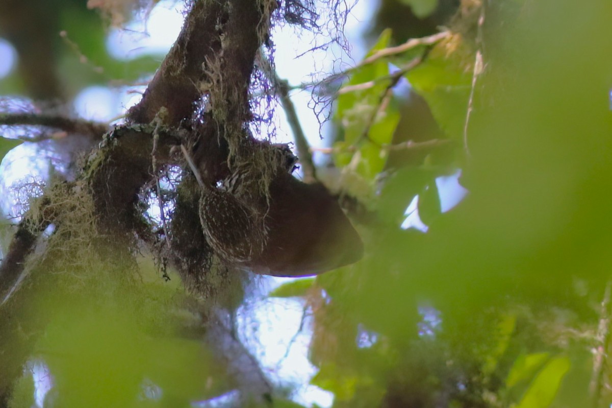 Spot-crowned Woodcreeper - ML642027954