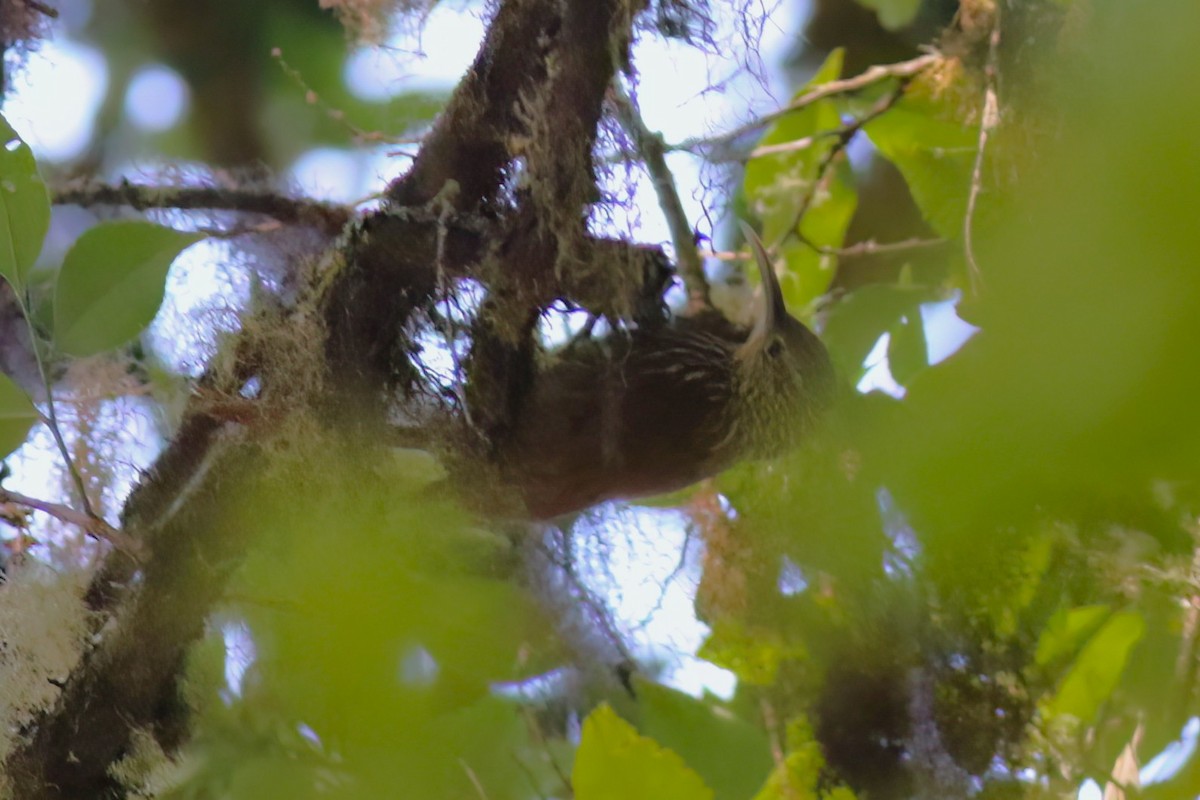 Spot-crowned Woodcreeper - ML642027955