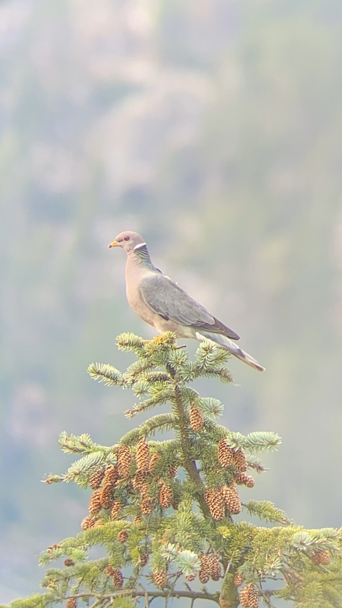 Band-tailed Pigeon - ML642027960