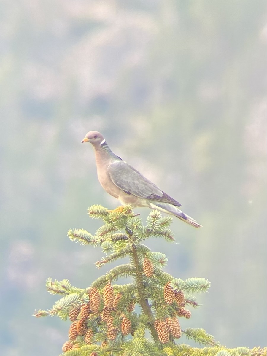 Band-tailed Pigeon - ML642027961