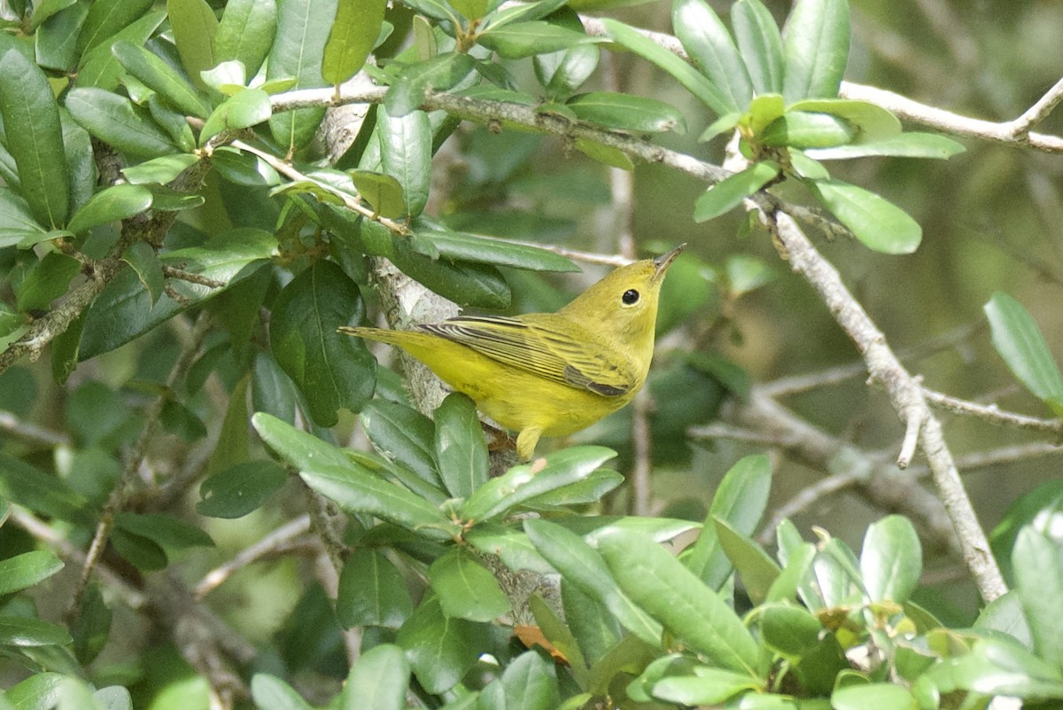 Reinita de Manglar - ML642027962