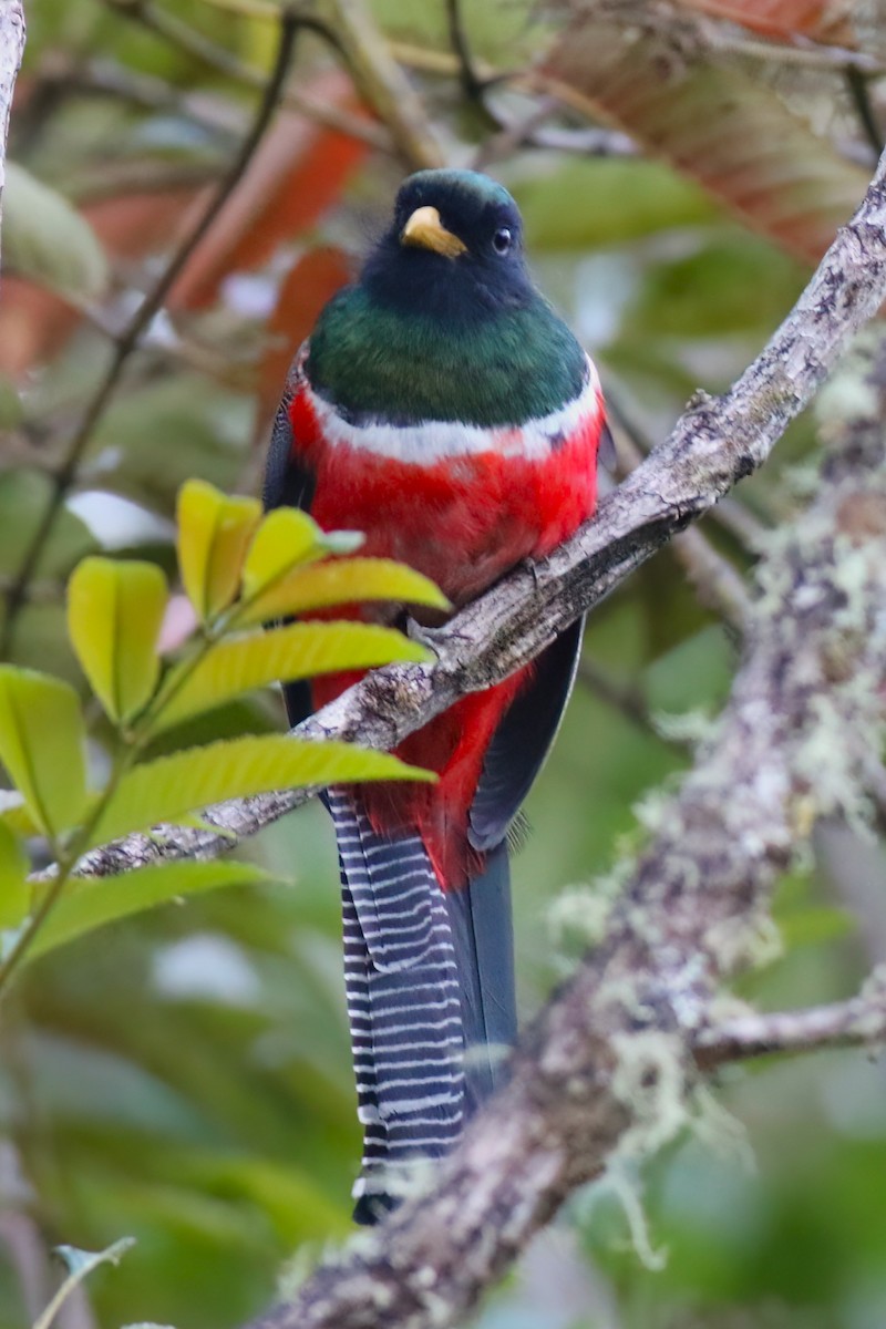 Collared Trogon - ML642027963