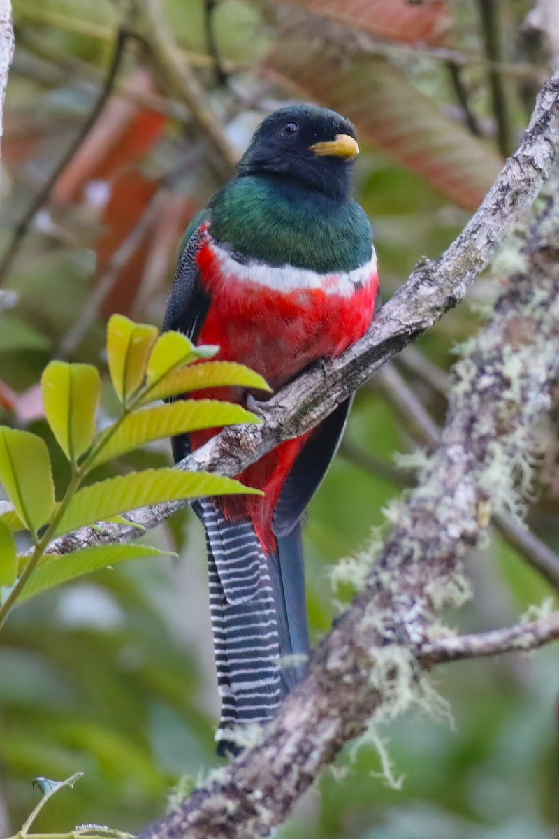 Collared Trogon - ML642027964