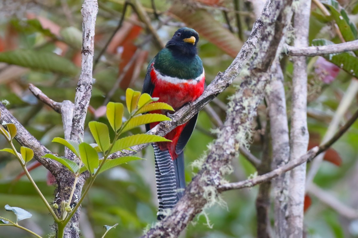 Collared Trogon - ML642027965