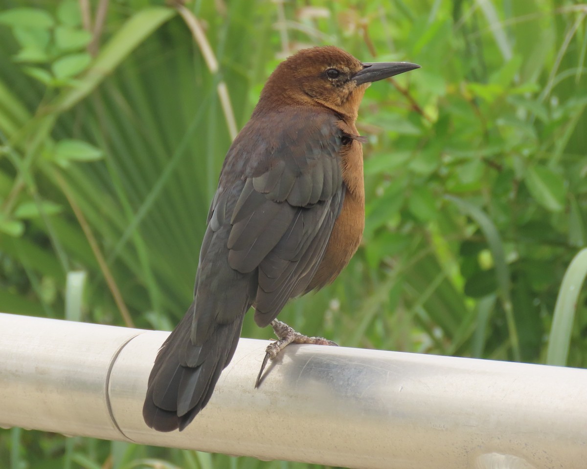 Boat-tailed Grackle - ML642027973
