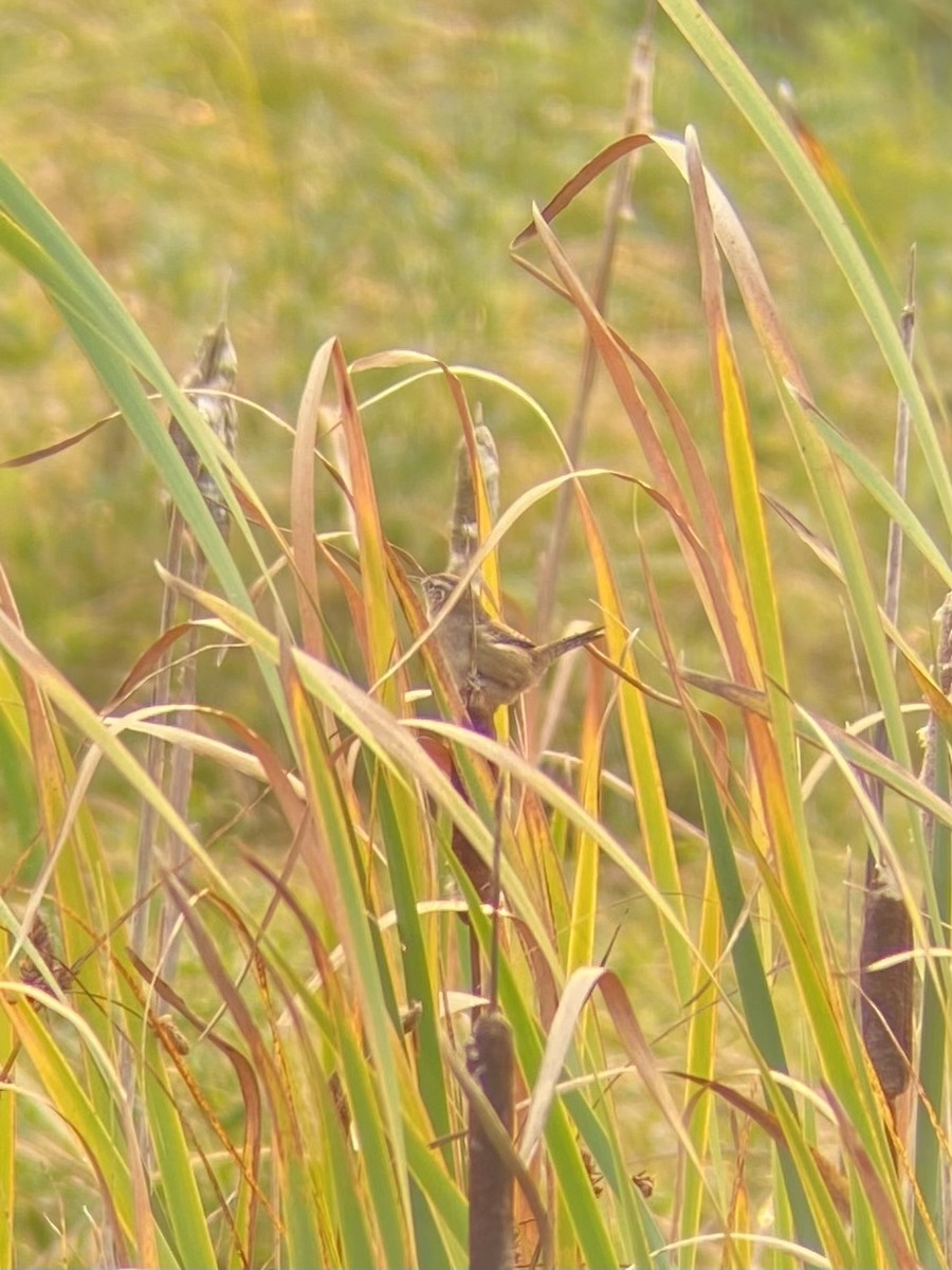 Marsh Wren - ML642027977