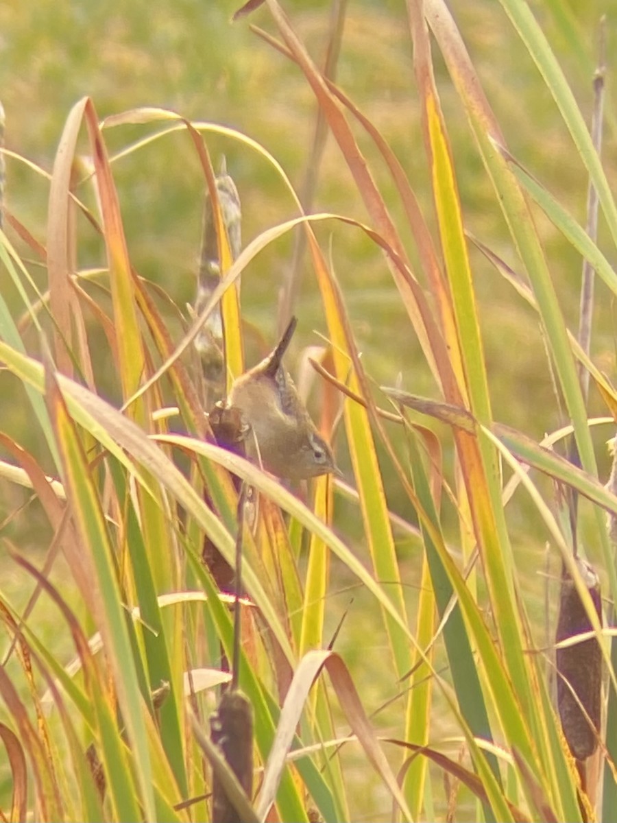 Marsh Wren - ML642027978