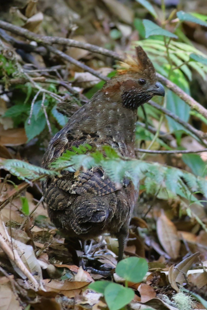 Spotted Wood-Quail - ML642027991