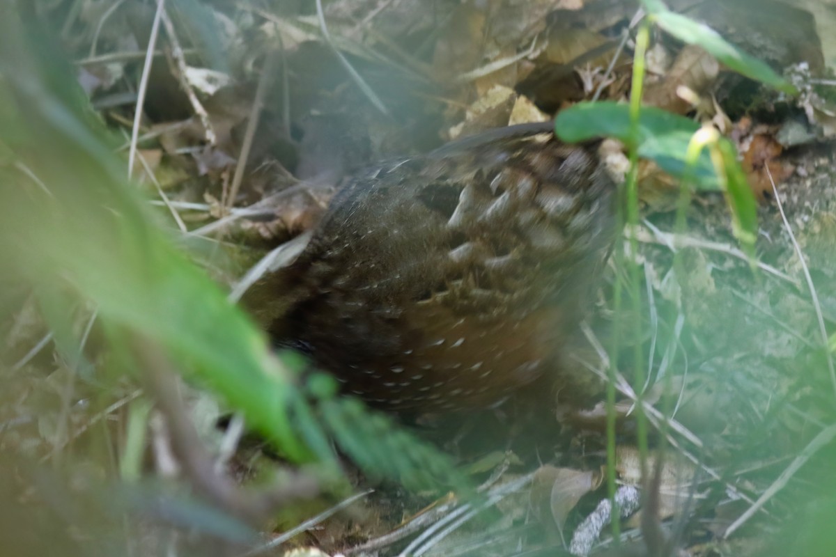 Spotted Wood-Quail - ML642027992