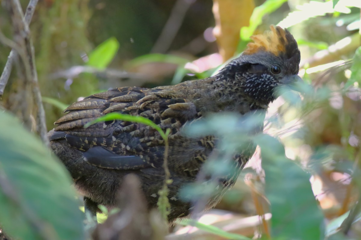 Spotted Wood-Quail - ML642027993