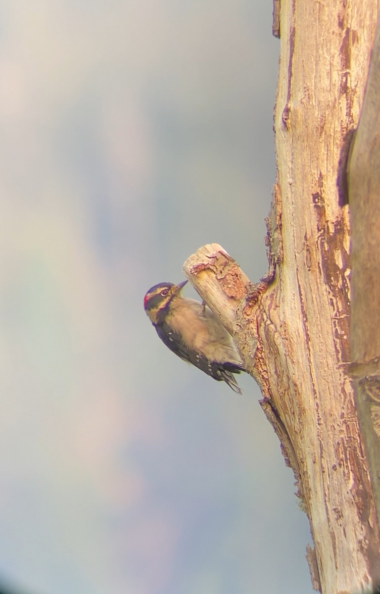 Downy Woodpecker - ML642028007