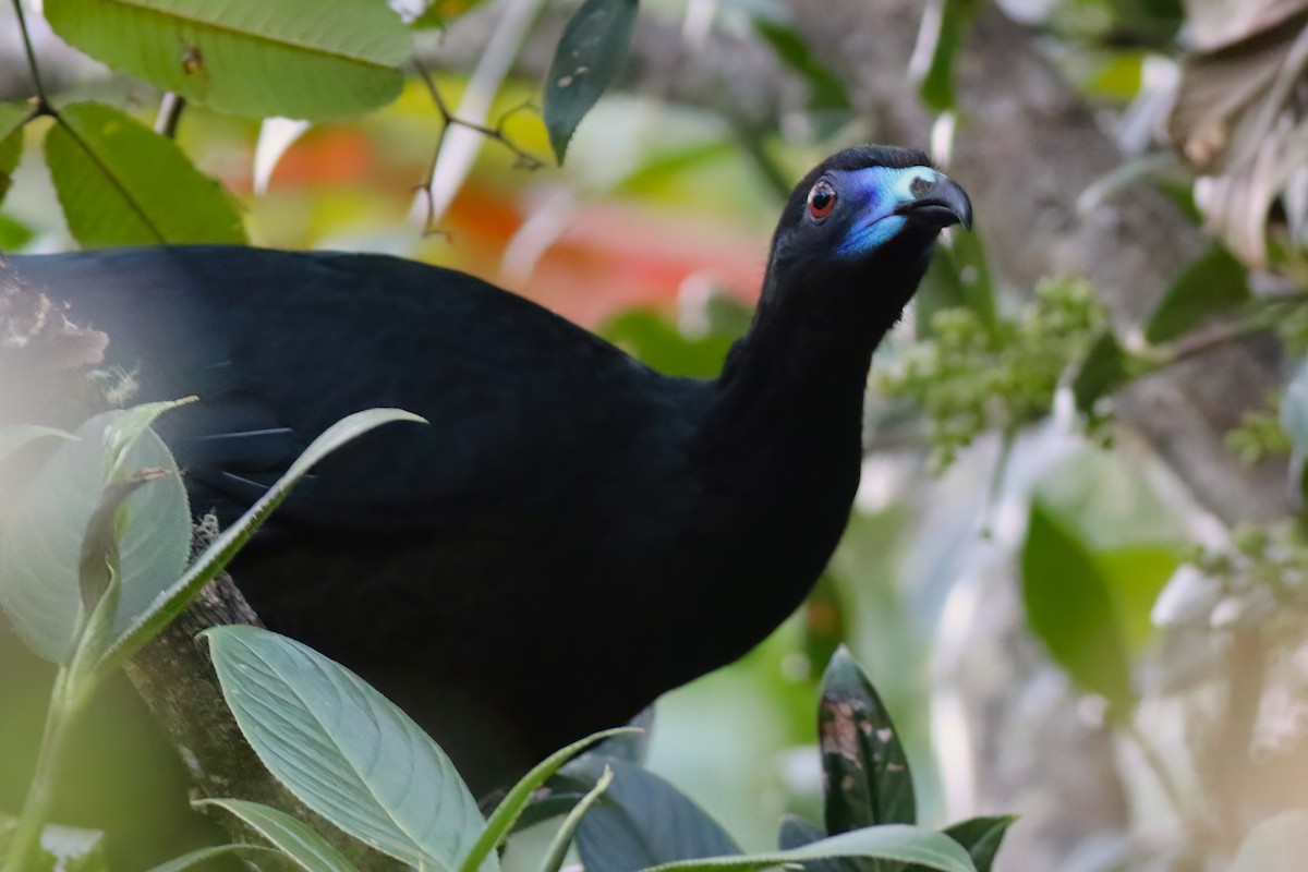 Black Guan - ML642028009