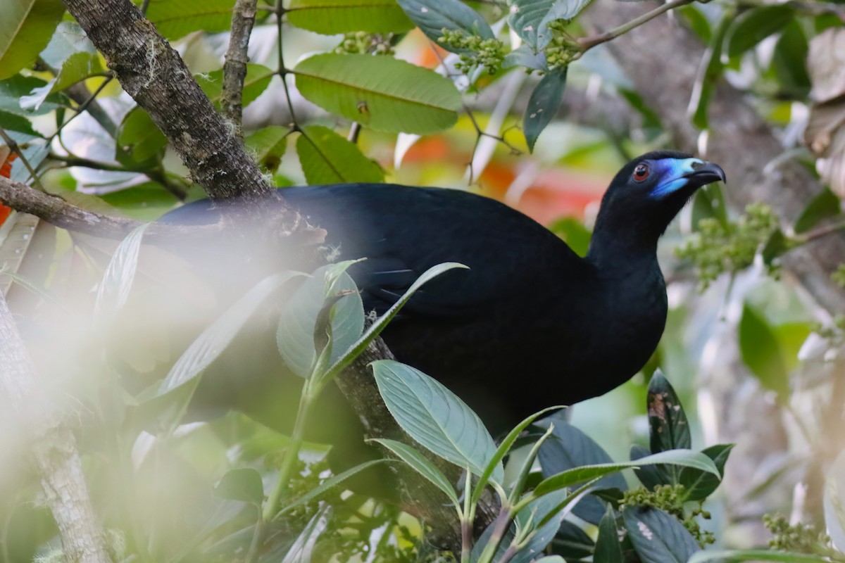 Black Guan - ML642028010