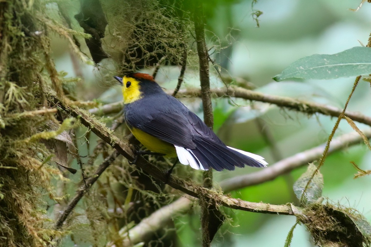 Collared Redstart - ML642028033
