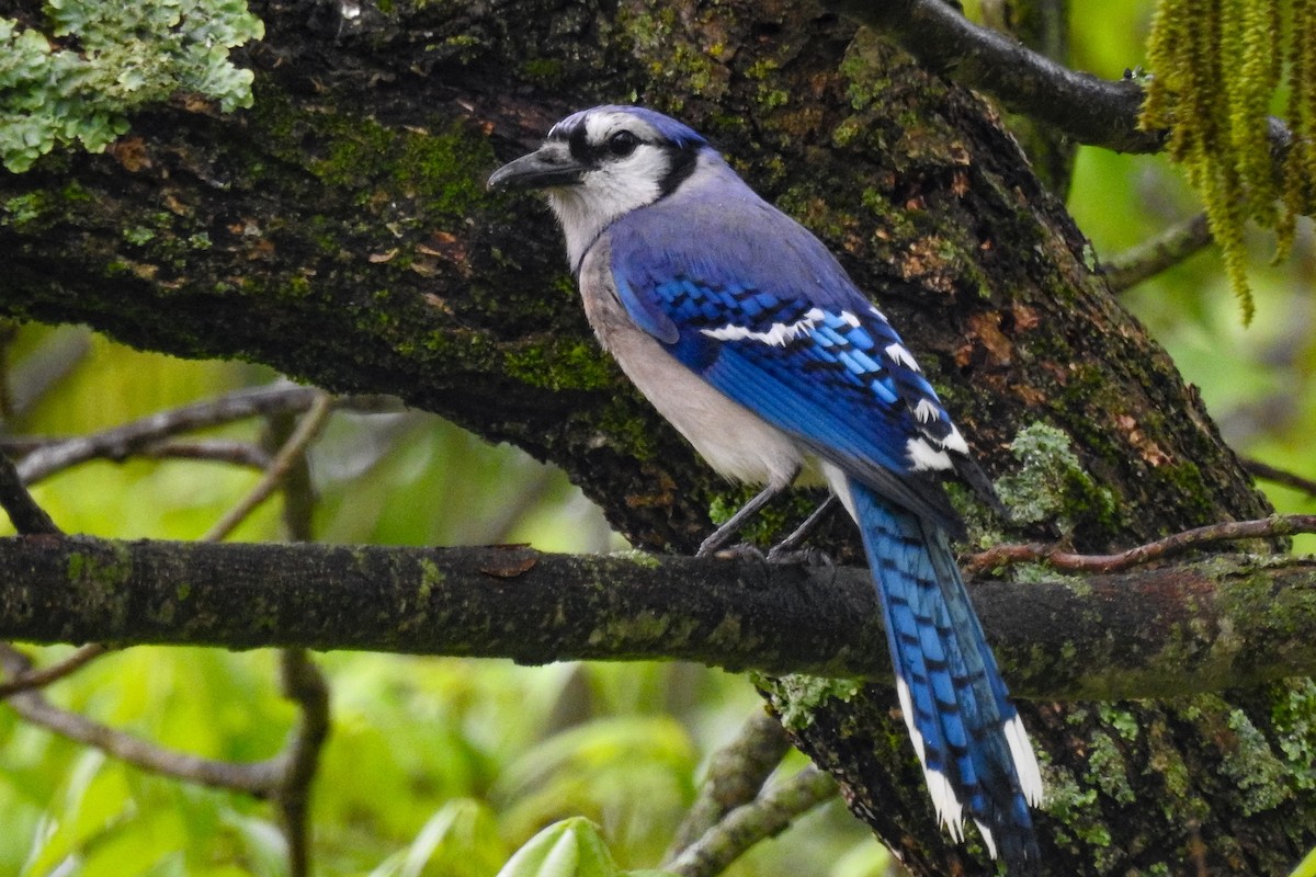 Blue Jay - ML642028034