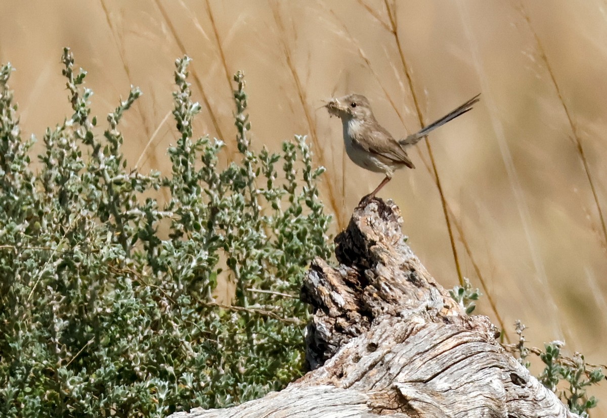 White-winged Fairywren - ML642028036