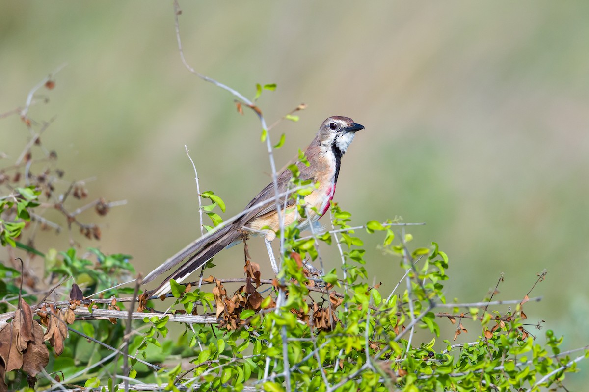Rosy-patched Bushshrike - ML642028070