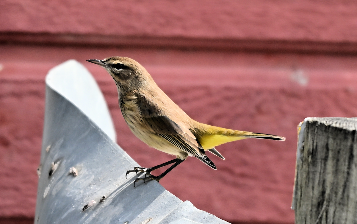 Palm Warbler - ML642028121
