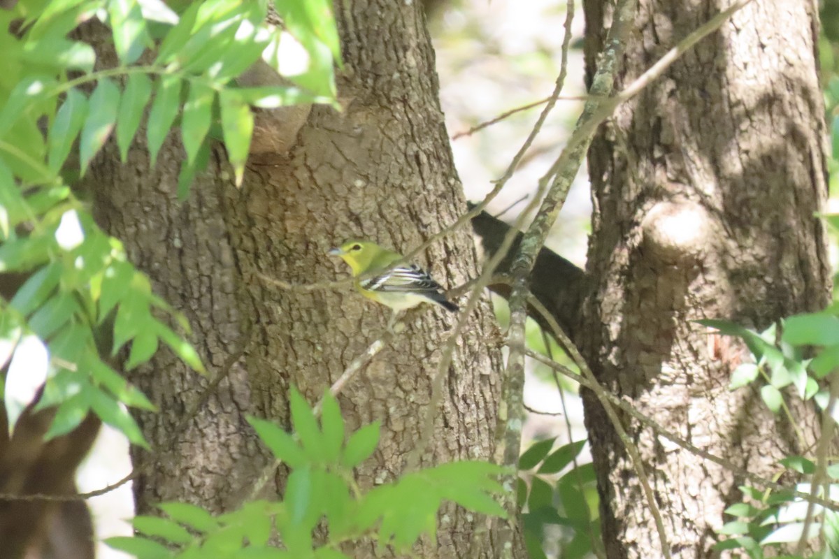 Yellow-throated Vireo - ML642028137
