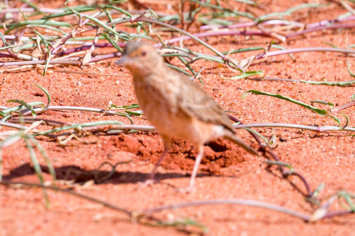 Pink-breasted Lark - ML642028174