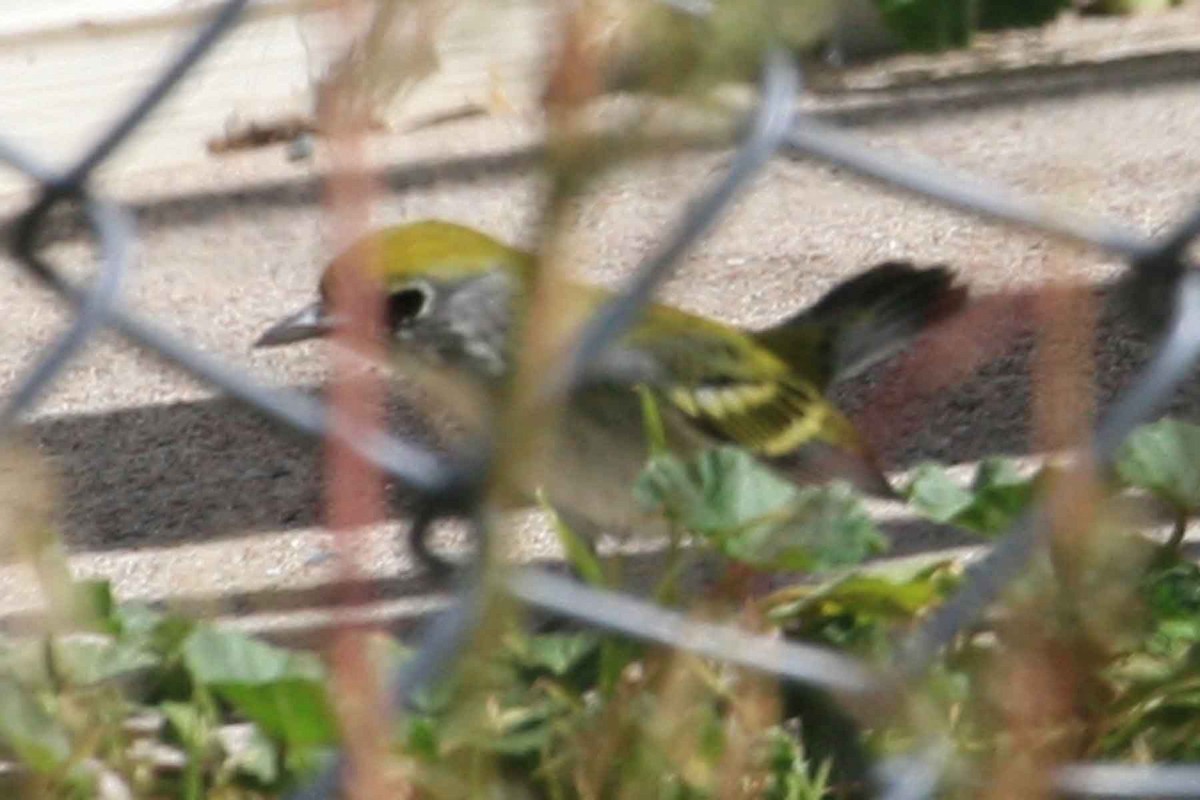 MacGillivray's Warbler - ML642028177