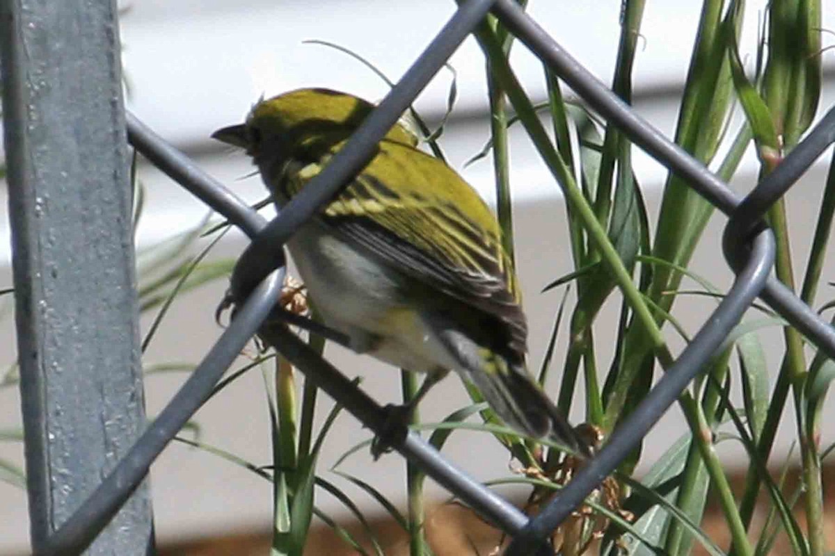 MacGillivray's Warbler - ML642028178