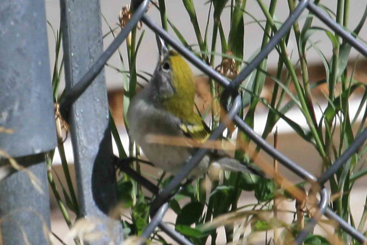 MacGillivray's Warbler - ML642028180