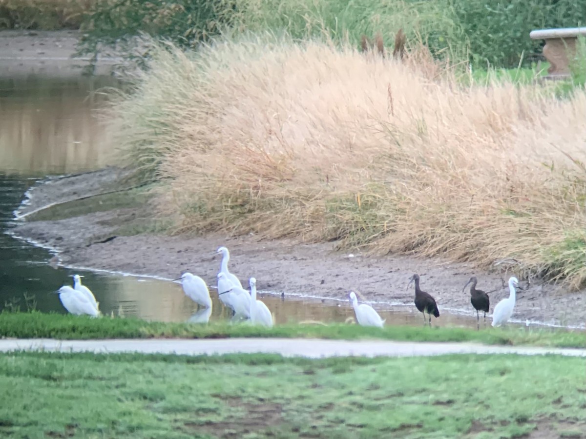 Snowy Egret - ML642028183