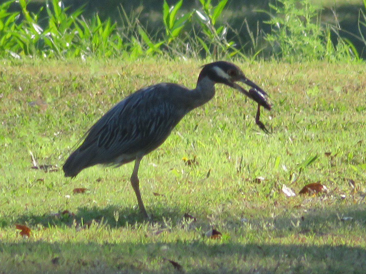 Yellow-crowned Night Heron - ML642028205