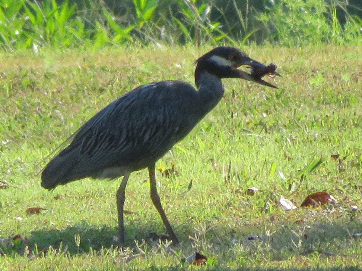 Yellow-crowned Night Heron - ML642028206
