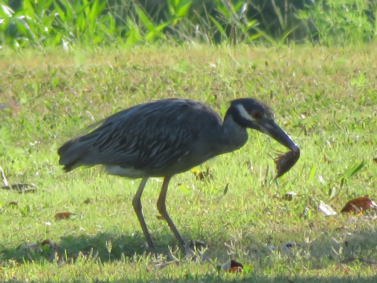 Yellow-crowned Night Heron - ML642028207