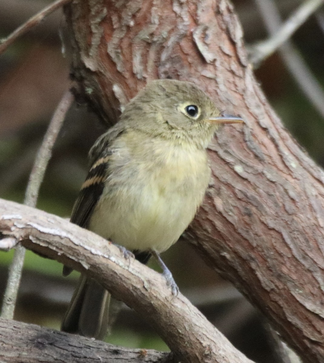 Western Flycatcher (Pacific-slope) - ML642028213