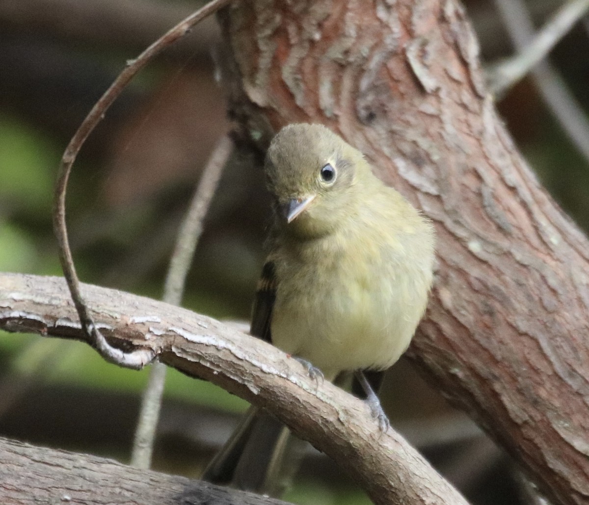 Western Flycatcher (Pacific-slope) - ML642028214