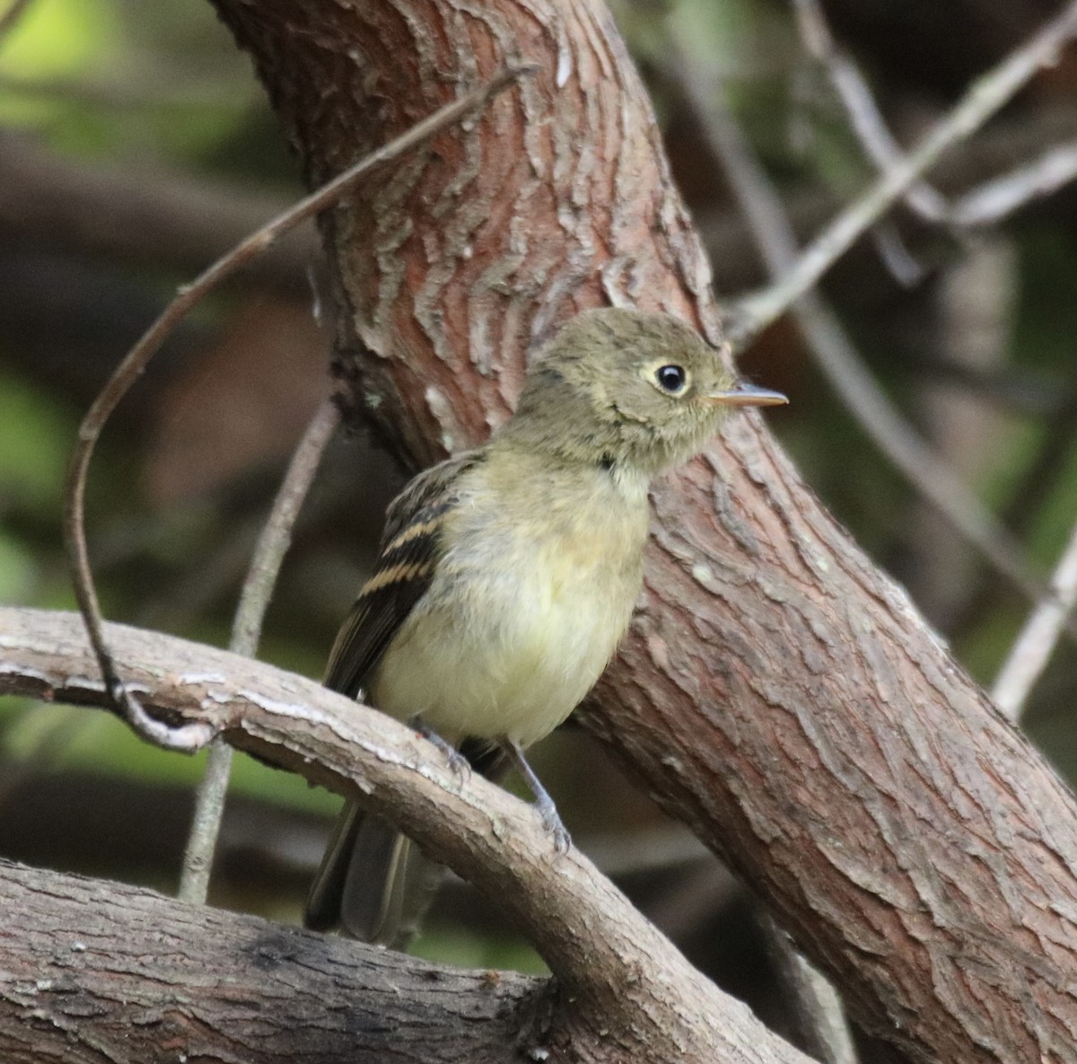 Western Flycatcher (Pacific-slope) - ML642028215