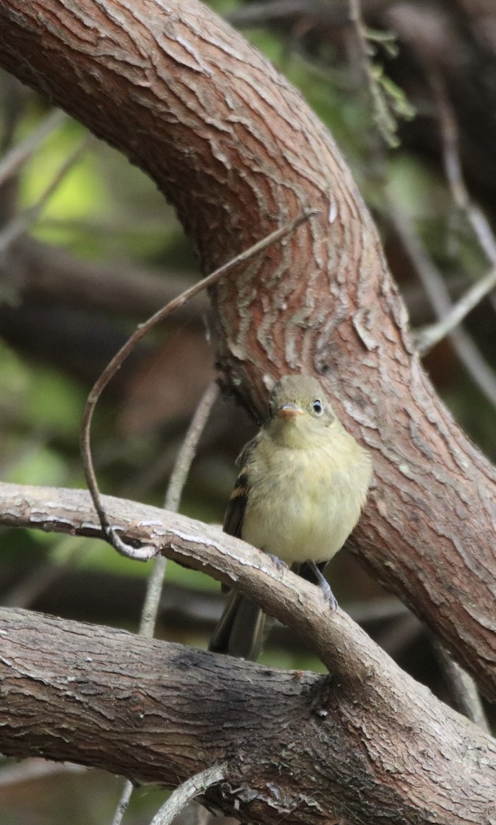 Western Flycatcher (Pacific-slope) - ML642028216