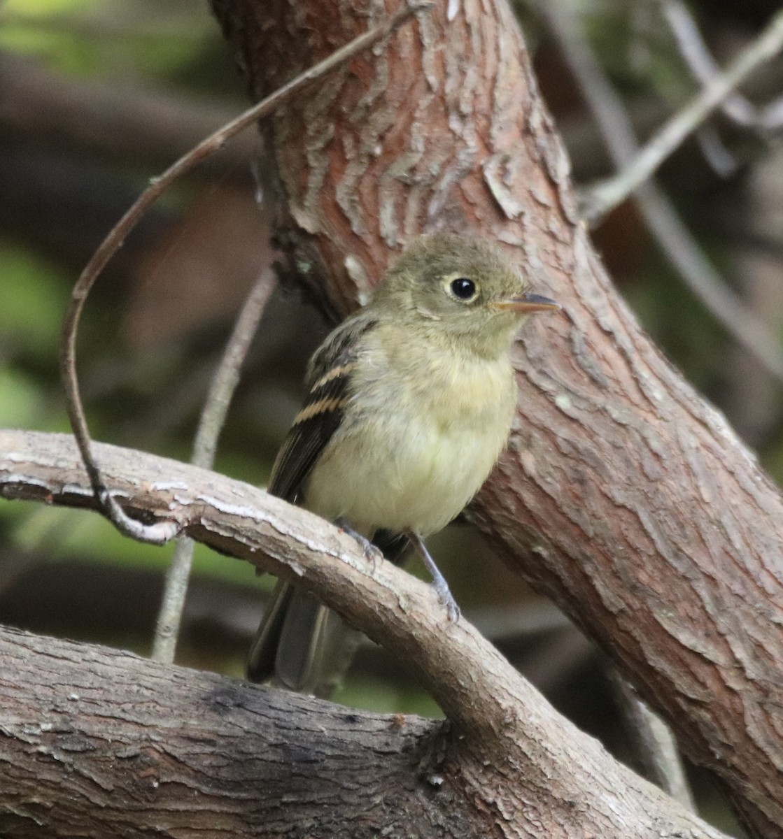 Western Flycatcher (Pacific-slope) - ML642028217
