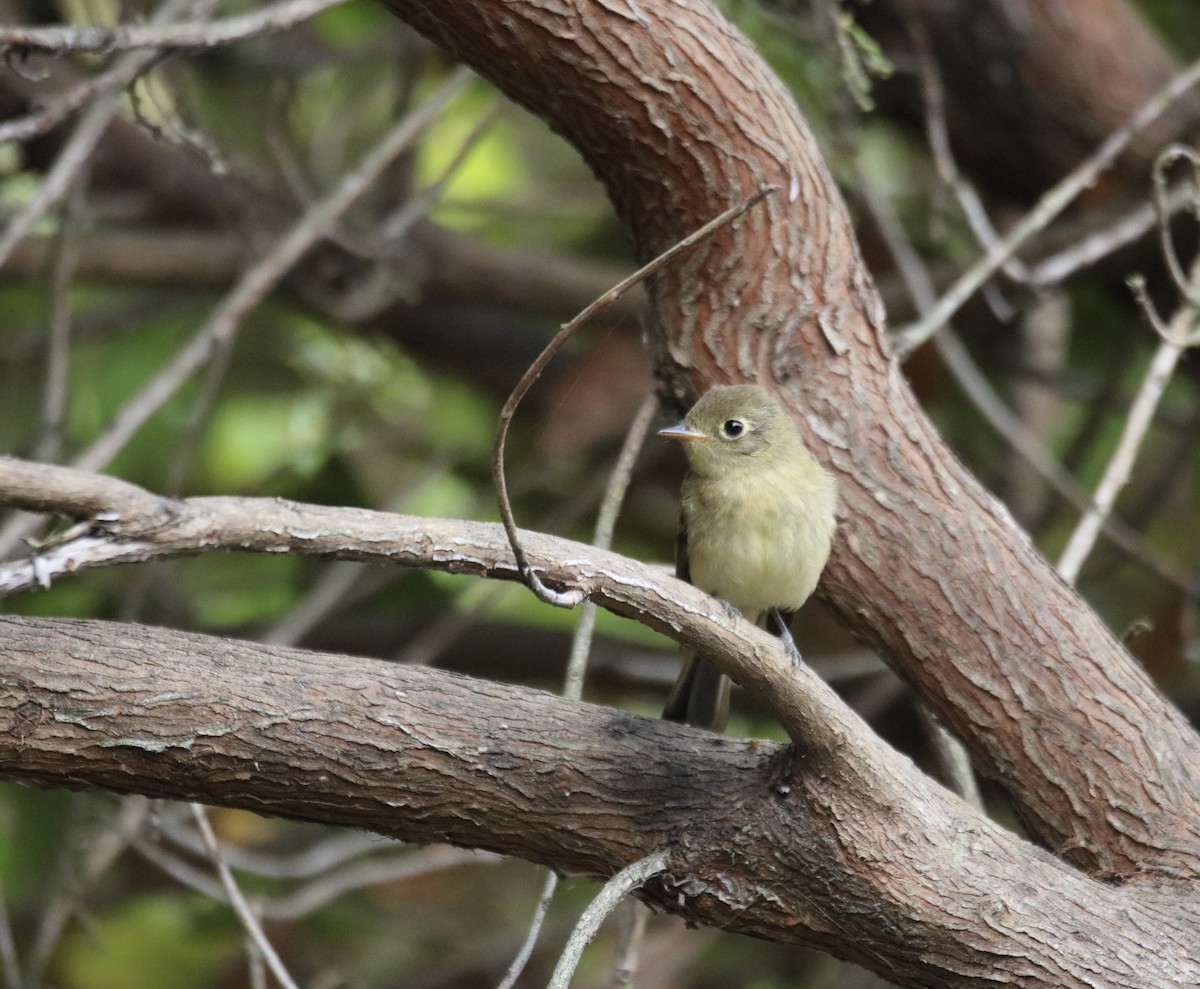 Western Flycatcher (Pacific-slope) - ML642028218